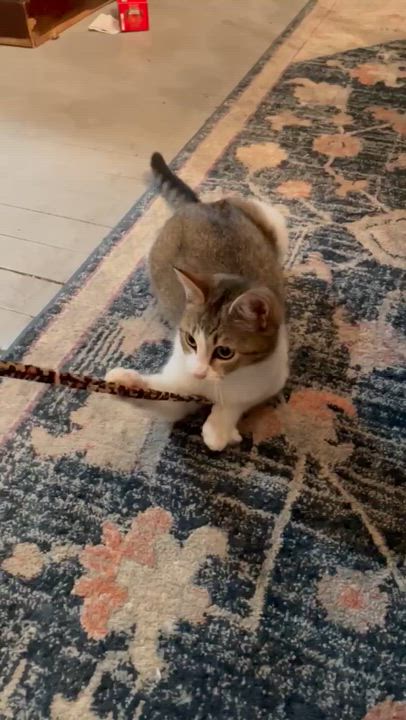 Enlarge Creedence, a ADOPTABLE Domestic Short Hair in Wilmington, NC video 5/6