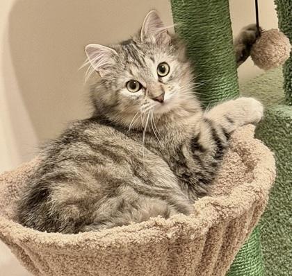 Piper, adopted, Kitten Female Tabby & Domestic Medium Hair.
