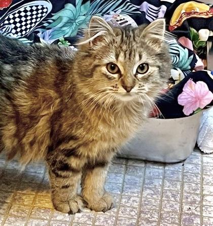 Enlarge Piper, an adopted mixed breed in Brampton, ON image 5/6