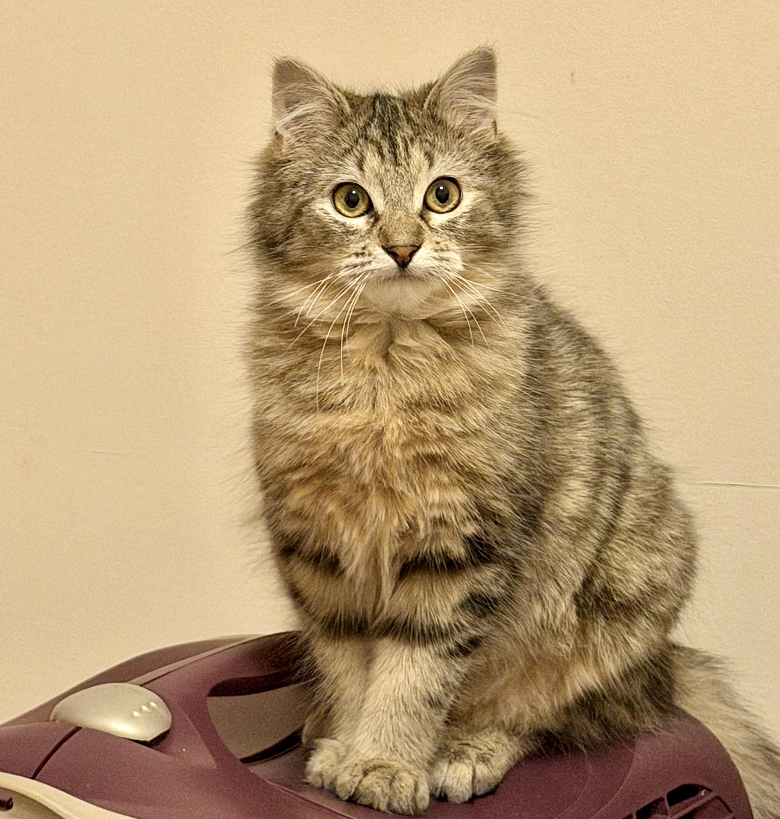 Enlarge Piper, an adopted mixed breed in Brampton, ON image 3/6