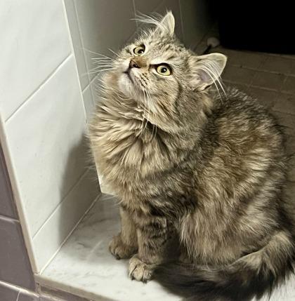 Enlarge Piper, an adopted mixed breed in Brampton, ON image 2/6