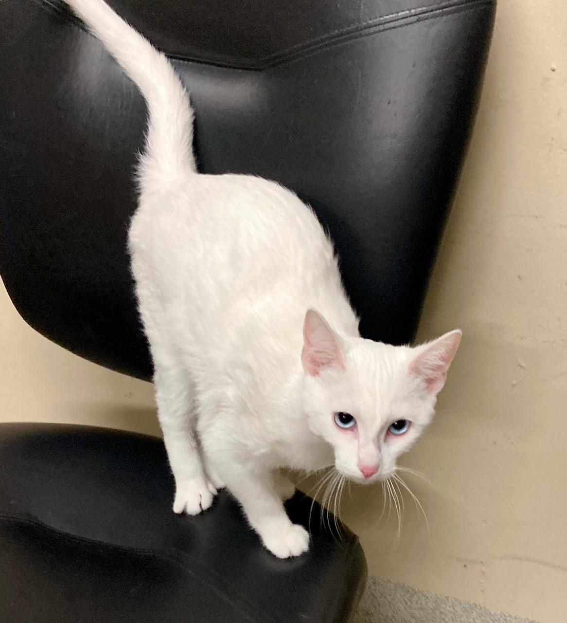 Enlarge Mozzarella, an adoptable mixed breed in Camp Pendleton, CA image 6/6