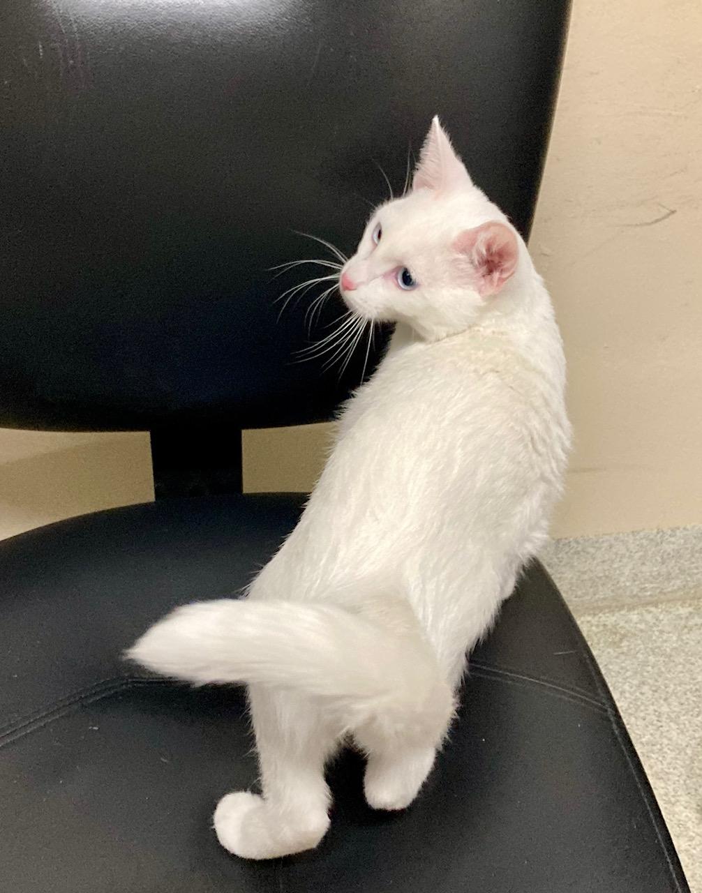 Enlarge Mozzarella, an adoptable mixed breed in Camp Pendleton, CA image 5/6