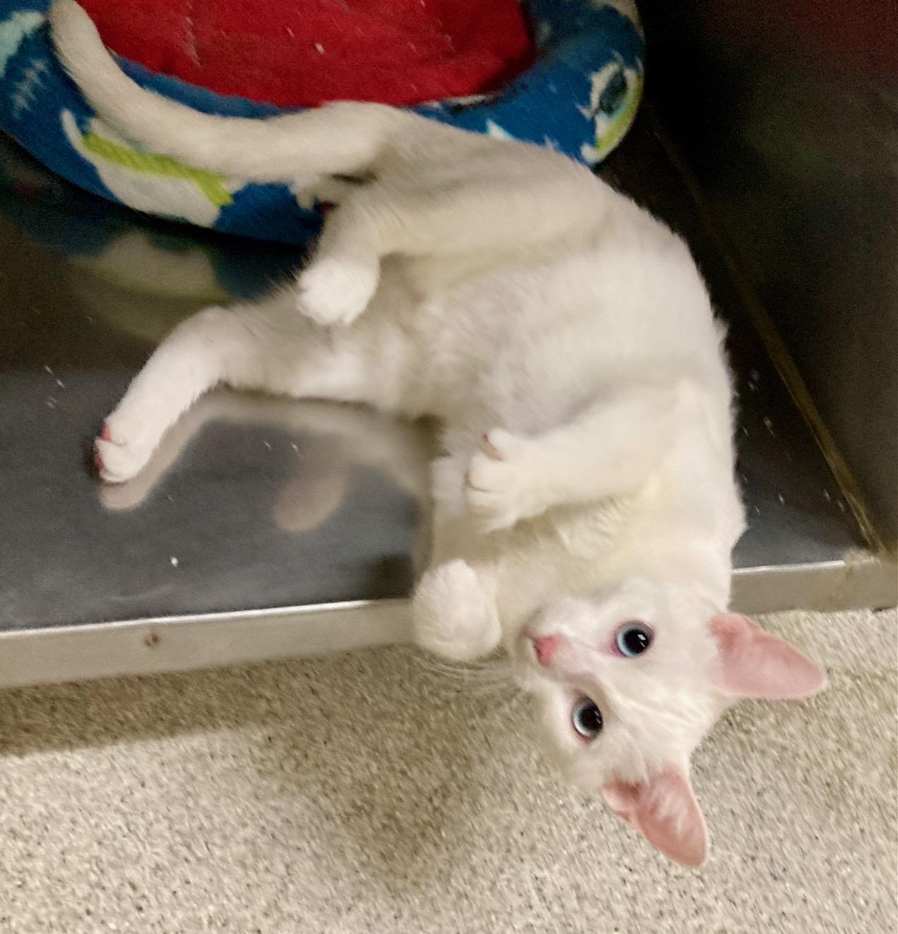 Enlarge Mozzarella, an adoptable mixed breed in Camp Pendleton, CA image 3/6