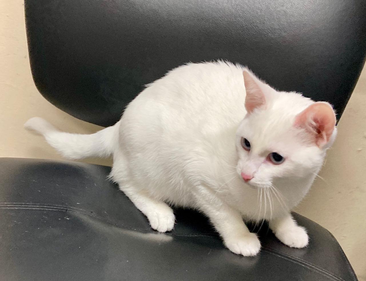 Enlarge Mozzarella, an adoptable mixed breed in Camp Pendleton, CA image 2/6