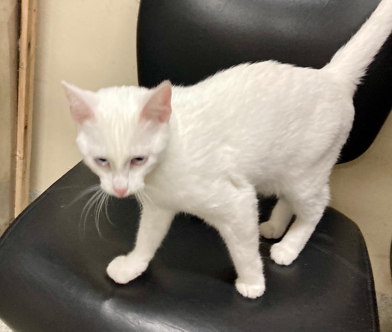 Enlarge Mozzarella, an adoptable mixed breed in Camp Pendleton, CA image 4/6