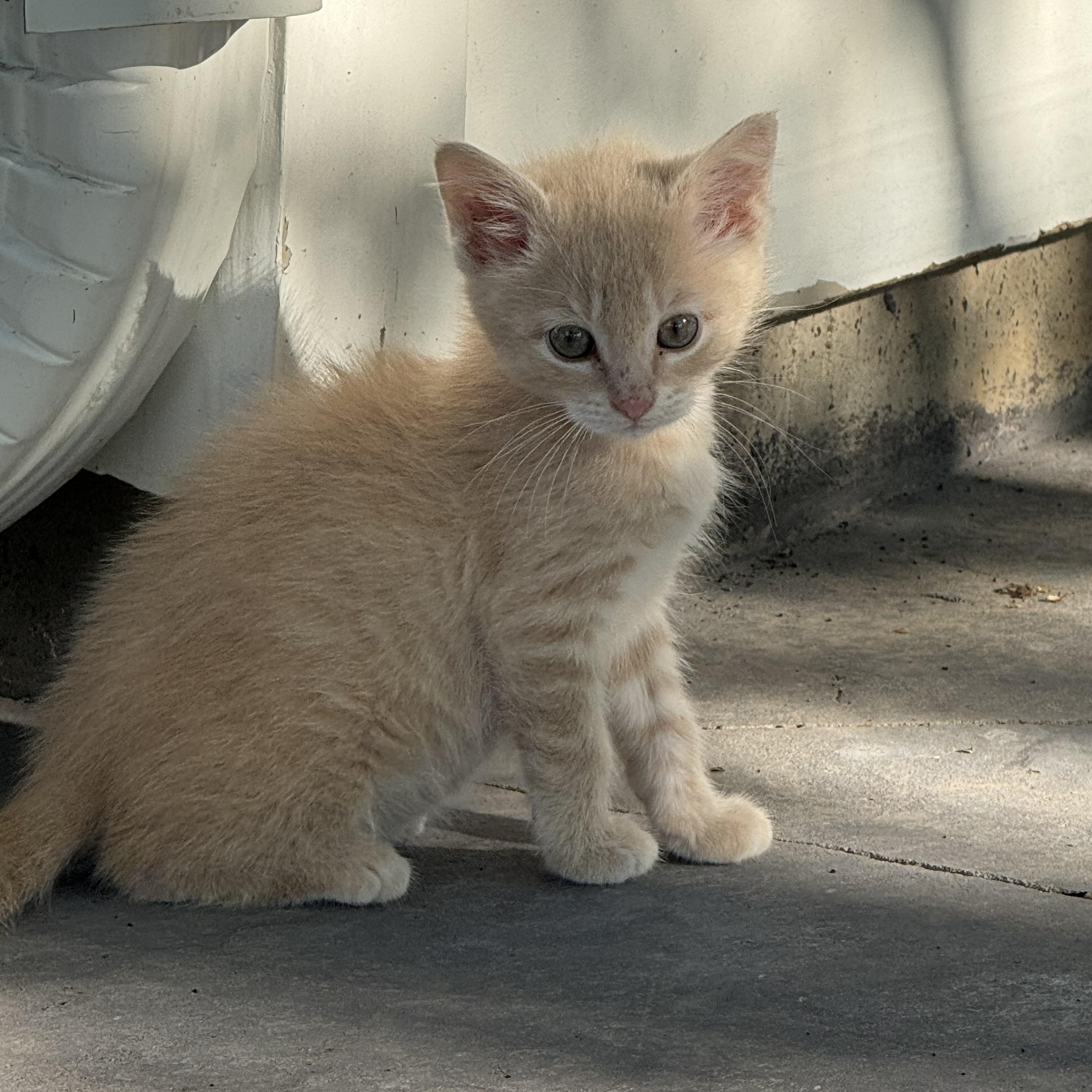 Mack, an adopted mixed breed in Valley Center, KS image 3/5