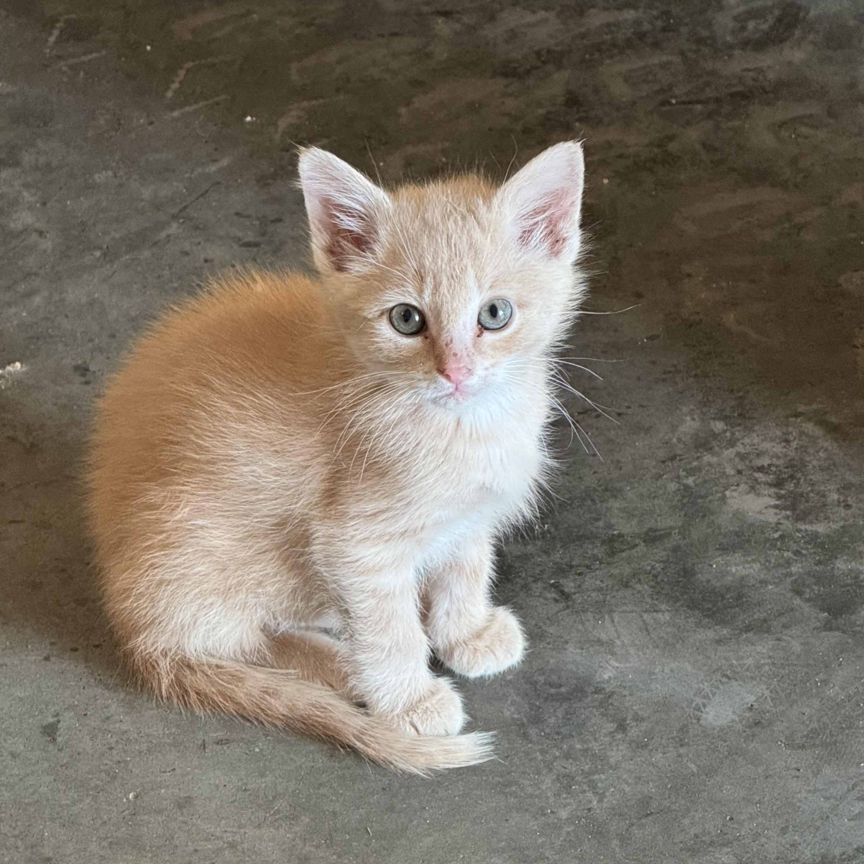 Mack, adopted, Kitten Male Domestic Short Hair & Tabby.