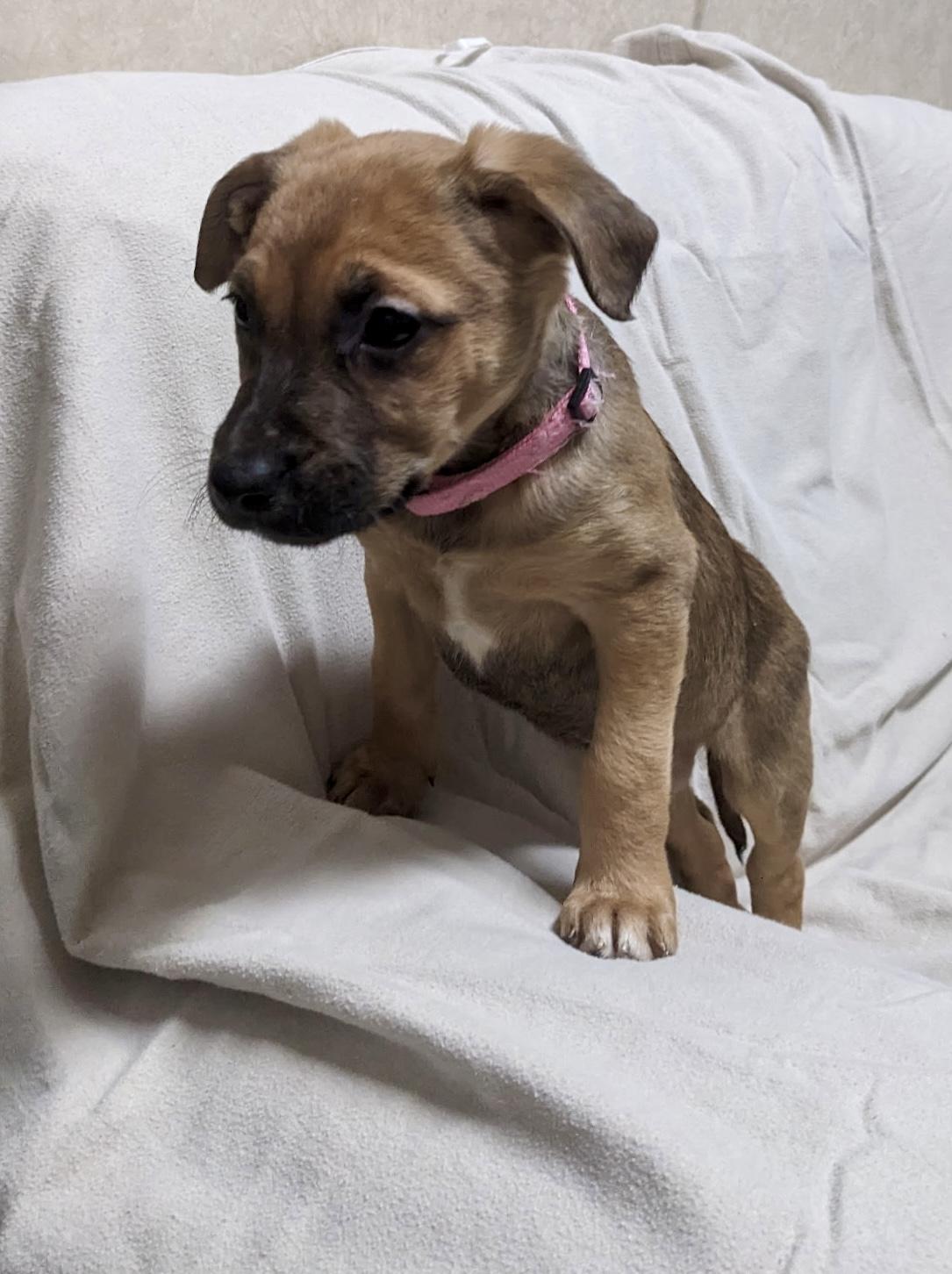 Enlarge Bree - ADOPTION PENDING!, an adopted mixed breed in Cincinnati, OH image 5/5