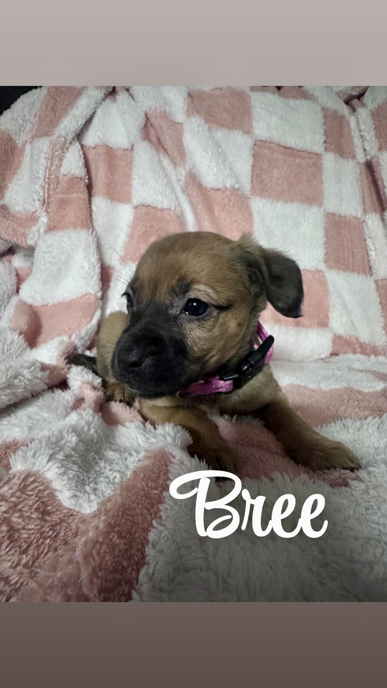 Enlarge Bree - ADOPTION PENDING!, an adopted mixed breed in Cincinnati, OH image 1/5