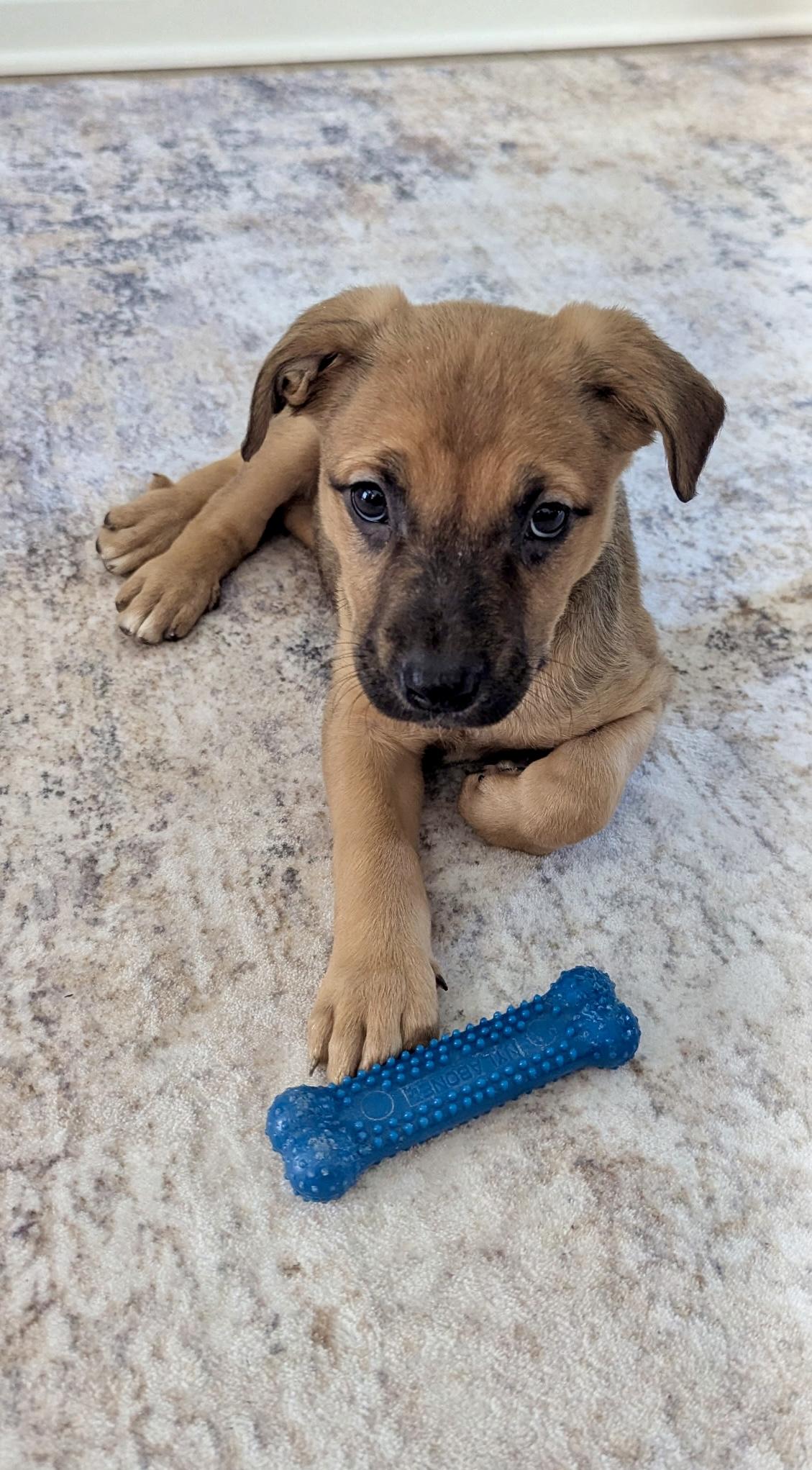 Enlarge Bree - ADOPTION PENDING!, an adopted mixed breed in Cincinnati, OH image 2/5