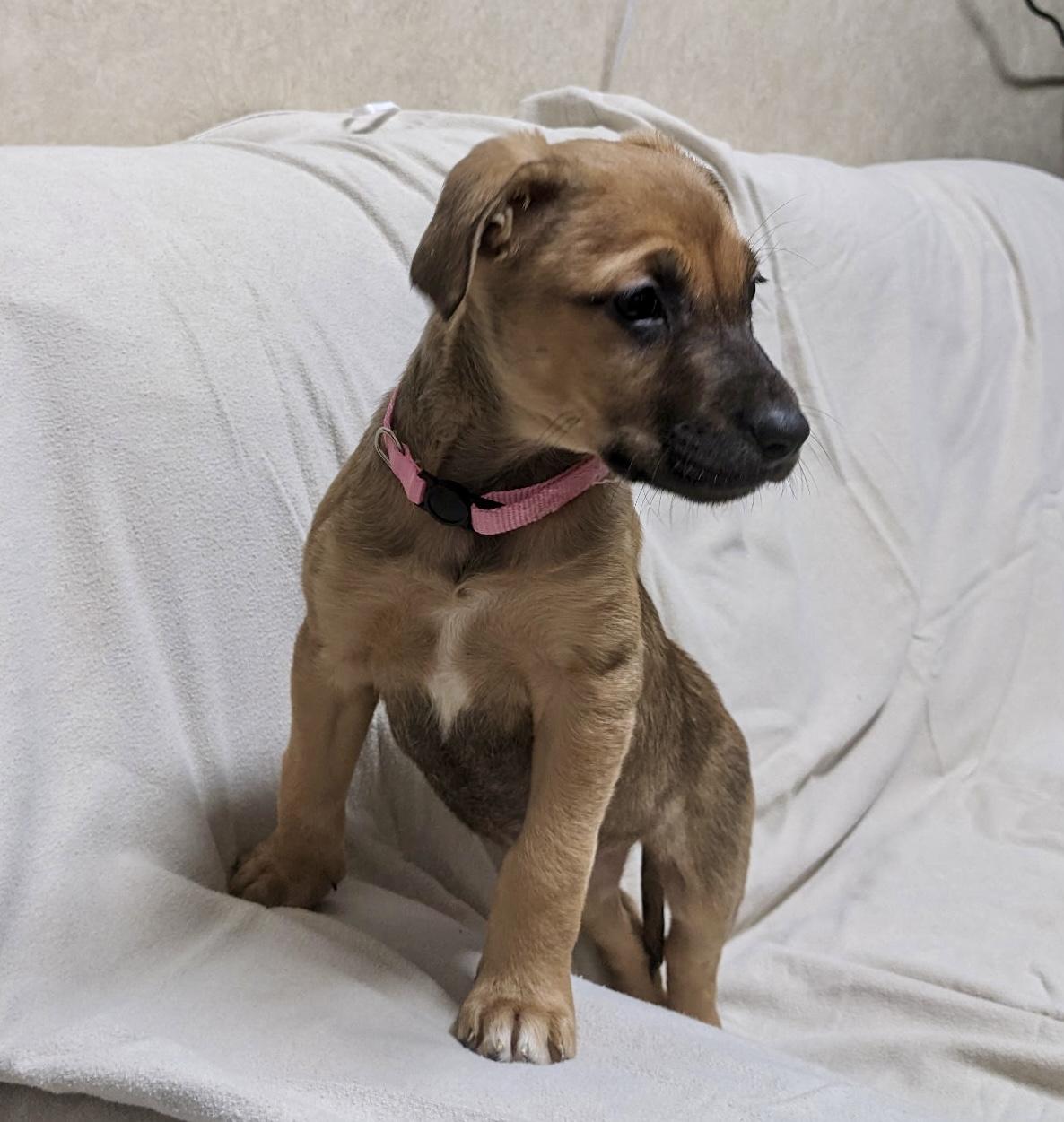 Enlarge Bree - ADOPTION PENDING!, an adopted mixed breed in Cincinnati, OH image 3/5