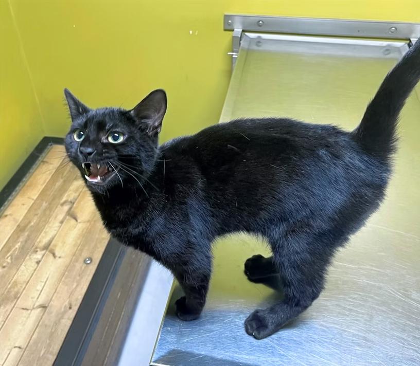 Enlarge Alucard, an adopted Domestic Short Hair in Columbia, KY image 2/4