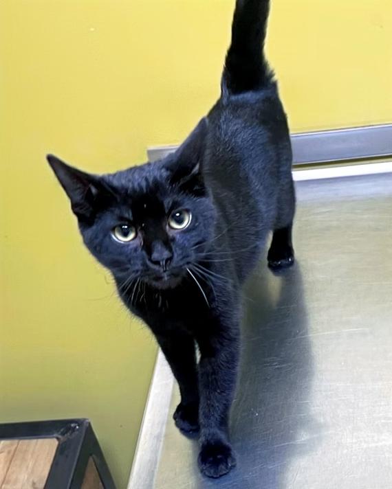 Enlarge Alucard, an adopted Domestic Short Hair in Columbia, KY image 1/4