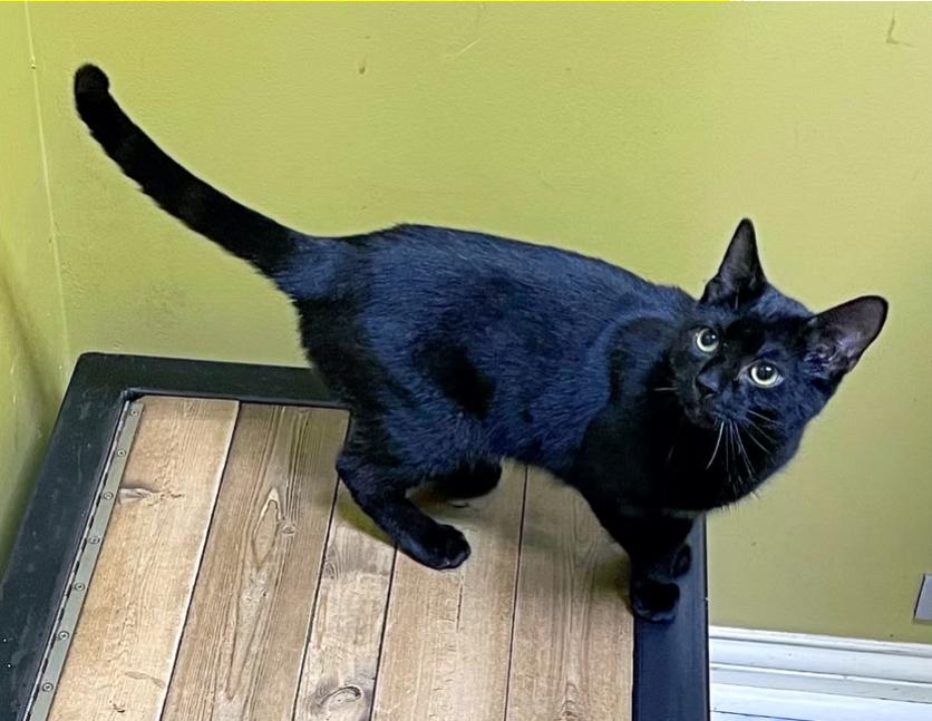 Enlarge Alucard, an adopted Domestic Short Hair in Columbia, KY image 3/4