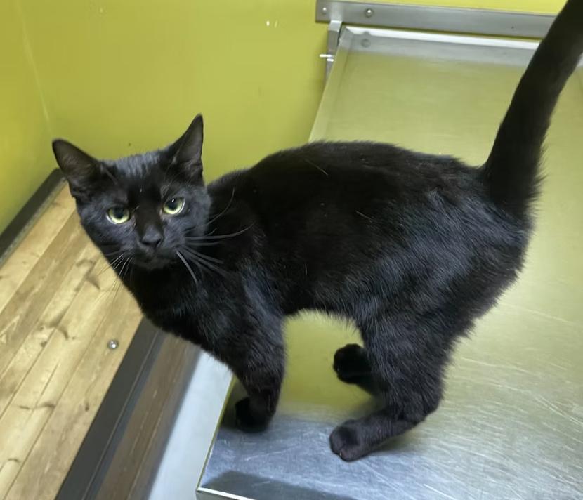 Enlarge Alucard, an adopted Domestic Short Hair in Columbia, KY image 4/4