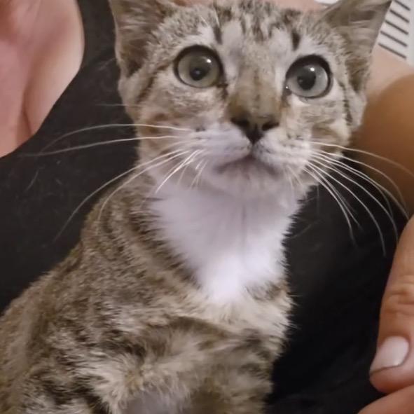 Enlarge Clover, a Adoptable Domestic Short Hair in Titusville, FL image 1/2