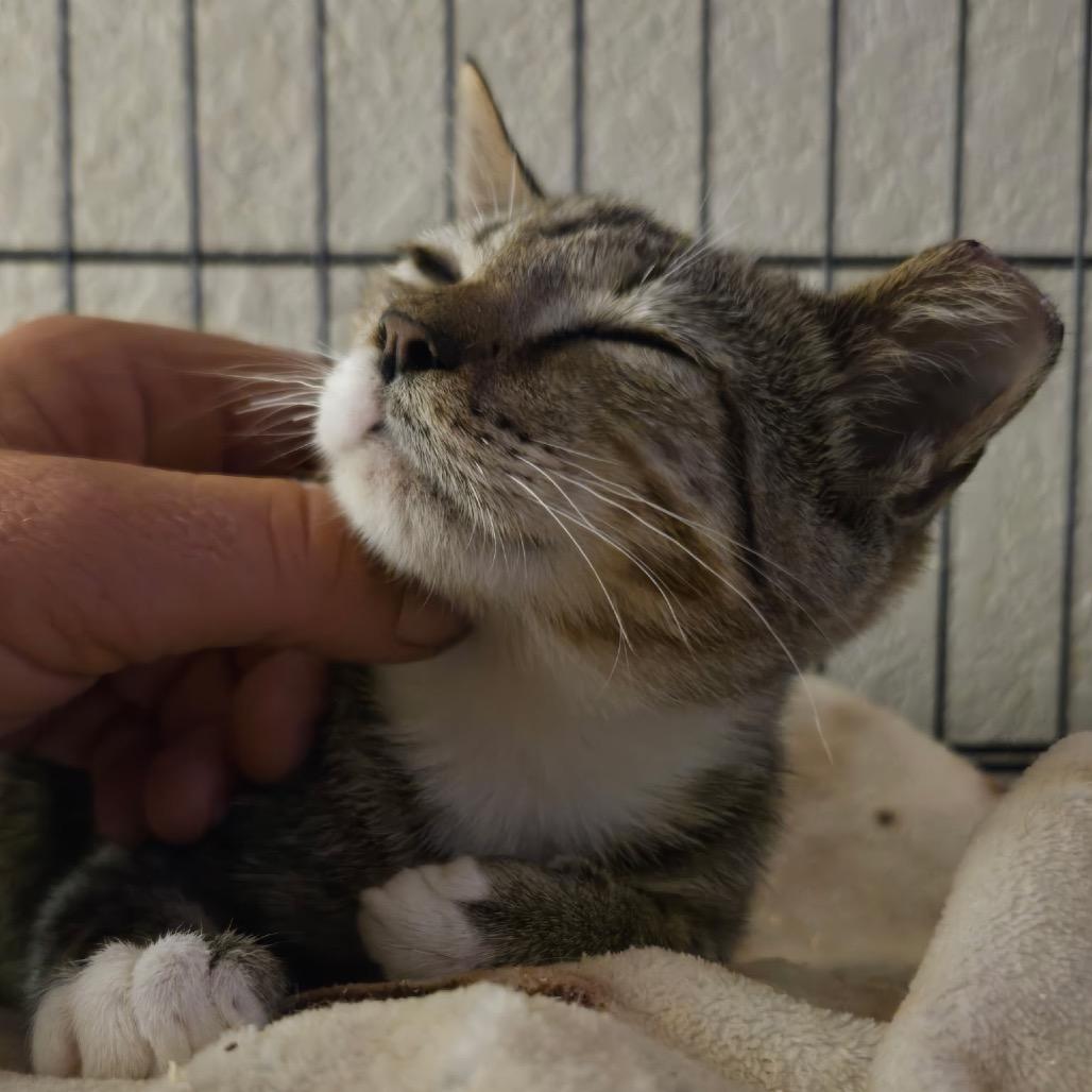 Enlarge Clover, a Adoptable Domestic Short Hair in Titusville, FL image 2/2