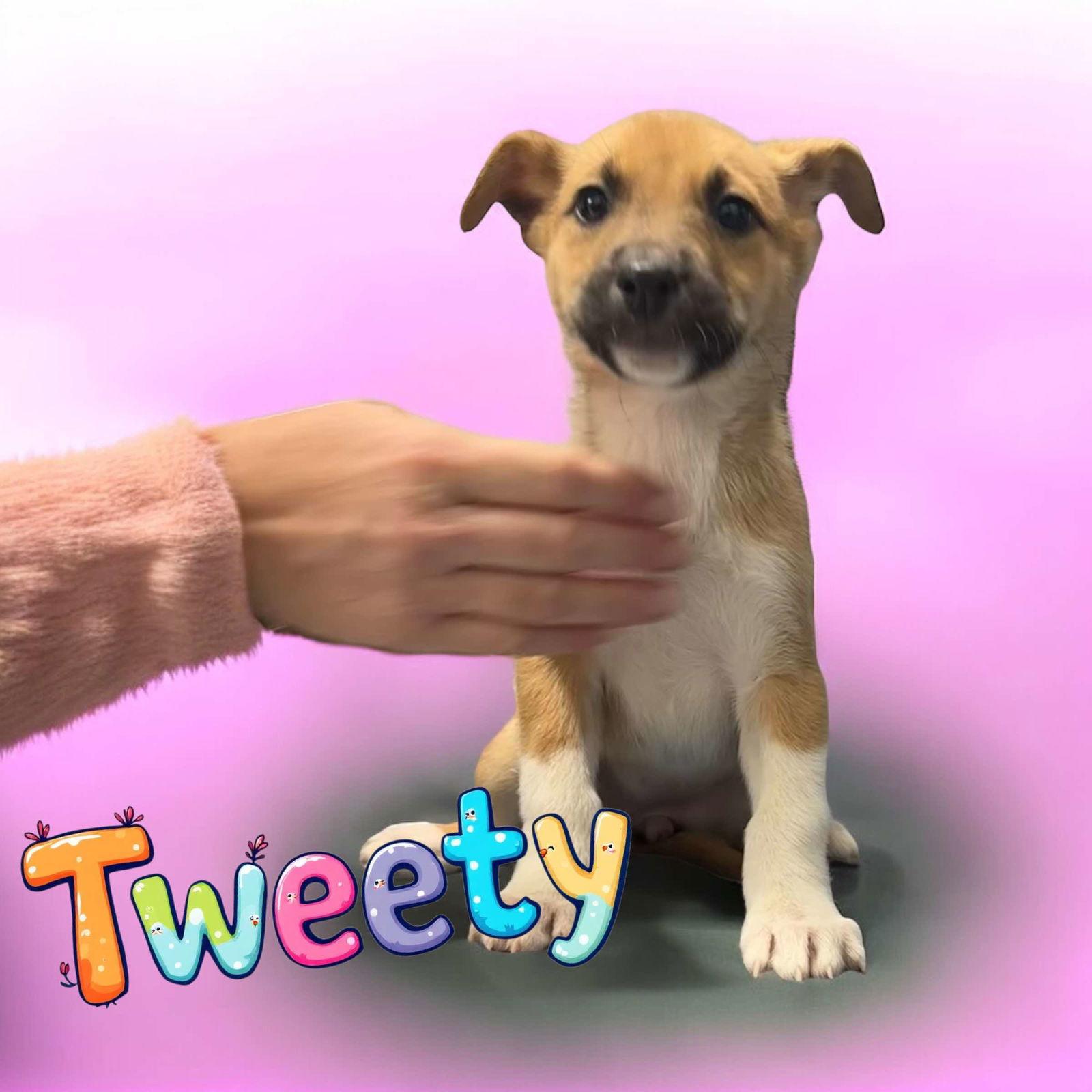 Roo, Adoptable, Young Female Husky.