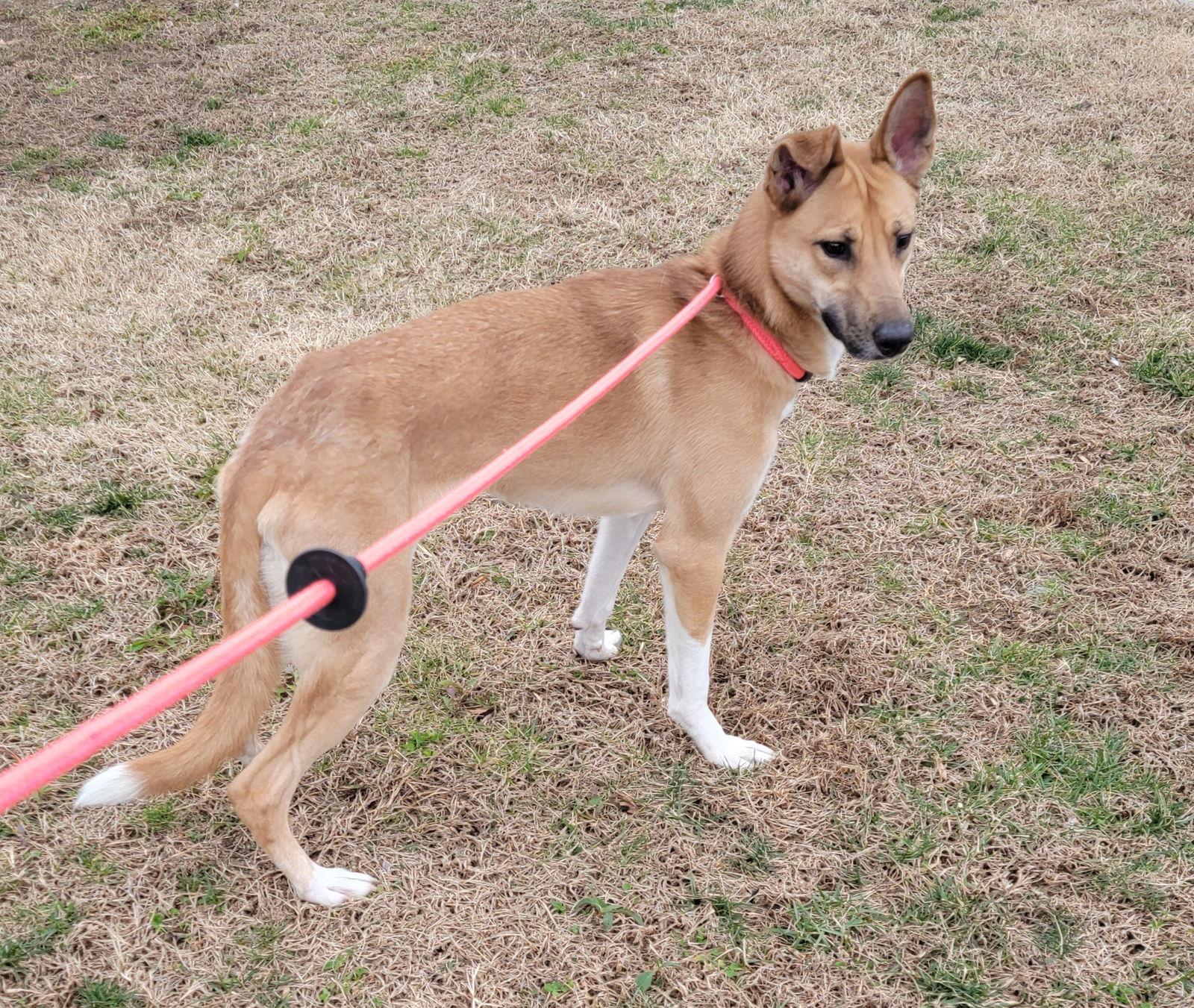 Enlarge Roo, a Adoptable Husky in Hollywood, MD image 3/3
