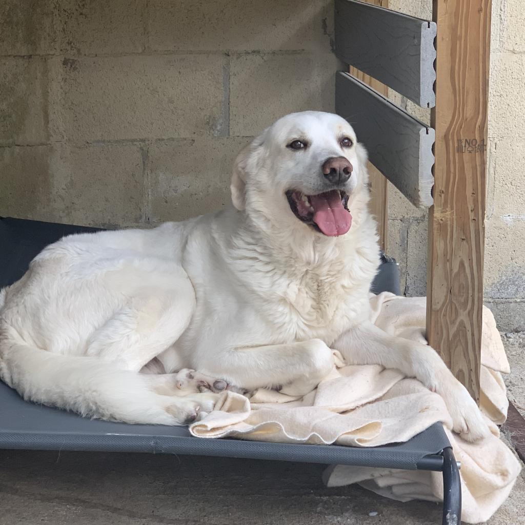 Murphy, Adoptable, Senior Male Great Pyrenees.