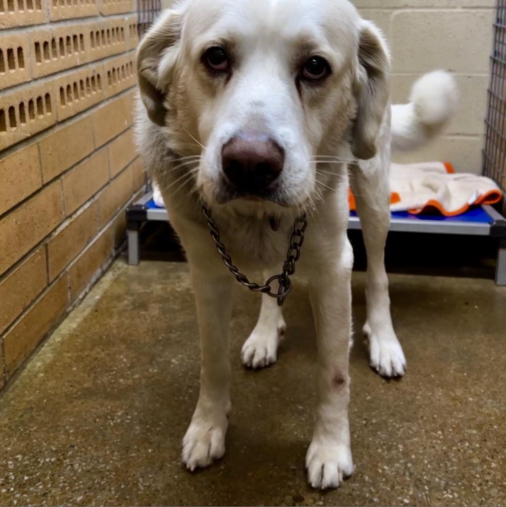Enlarge Murphy, a Adoptable Great Pyrenees in Hartsville , TN image 2/5