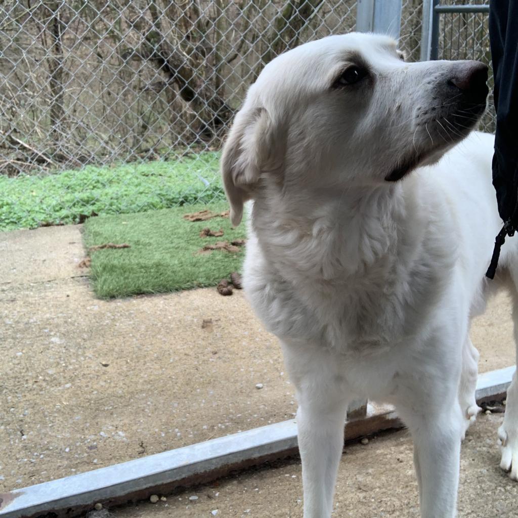 Enlarge Murphy, a Adoptable Great Pyrenees in Hartsville , TN image 3/5
