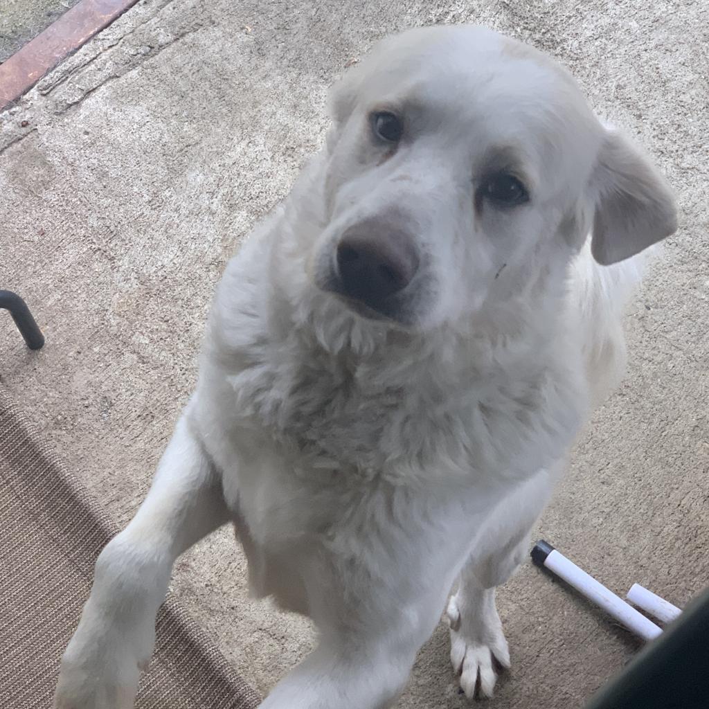 Enlarge Murphy, a Adoptable Great Pyrenees in Hartsville , TN image 4/5