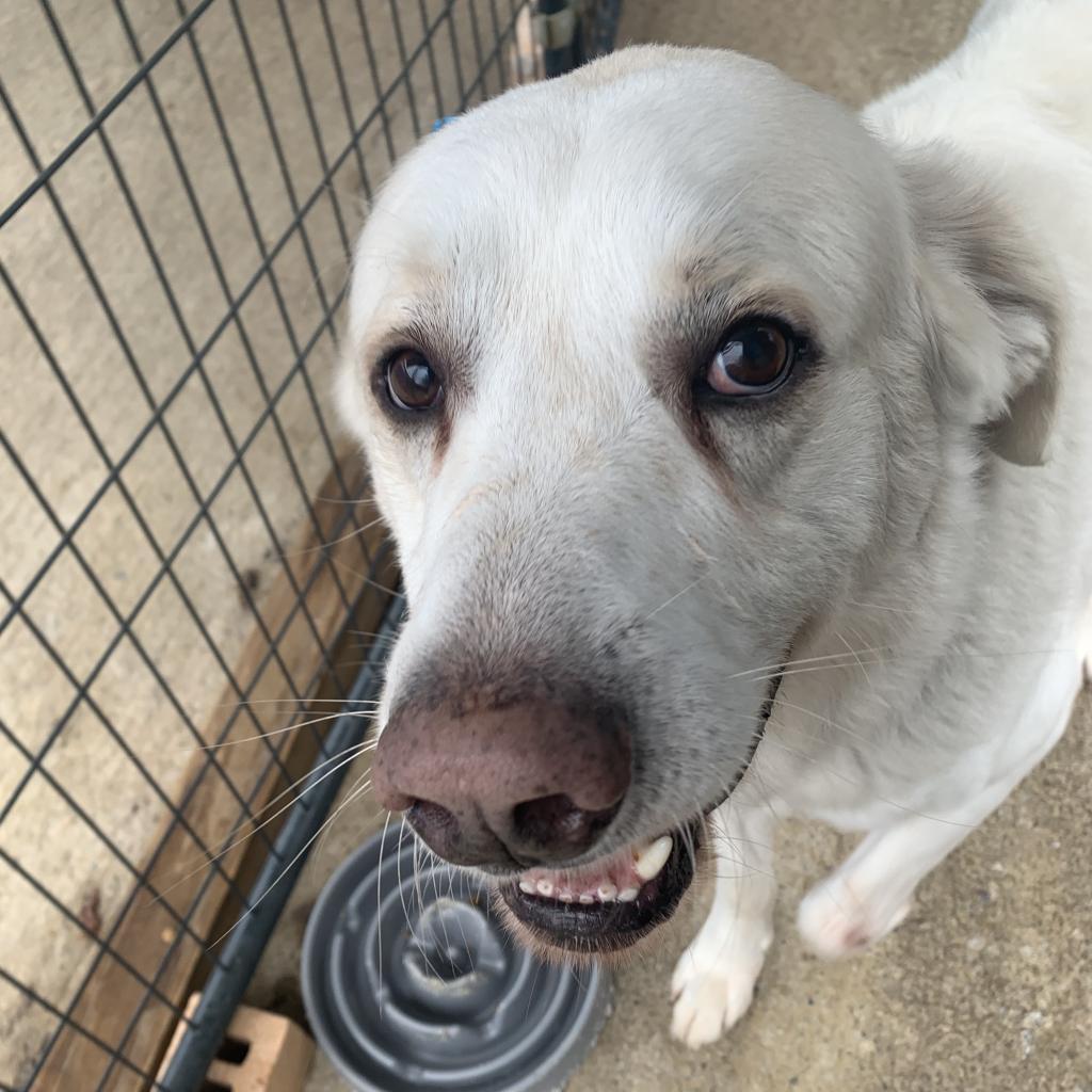 Enlarge Murphy, a Adoptable Great Pyrenees in Hartsville , TN image 5/5