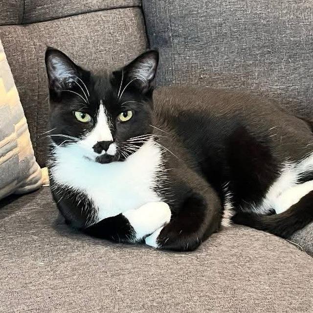 Echo, Adoptable, Adult Male Domestic Short Hair.