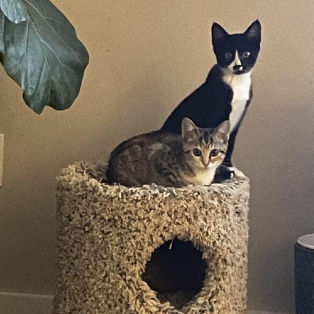 Echo, Adoptable, Adult Male Domestic Short Hair.