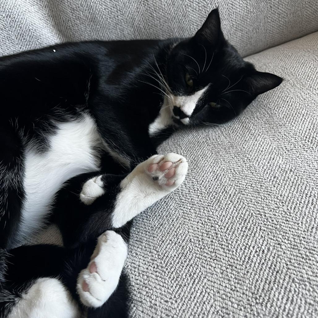 Echo, a Adoptable Domestic Short Hair in Waxhaw, NC image 5/6