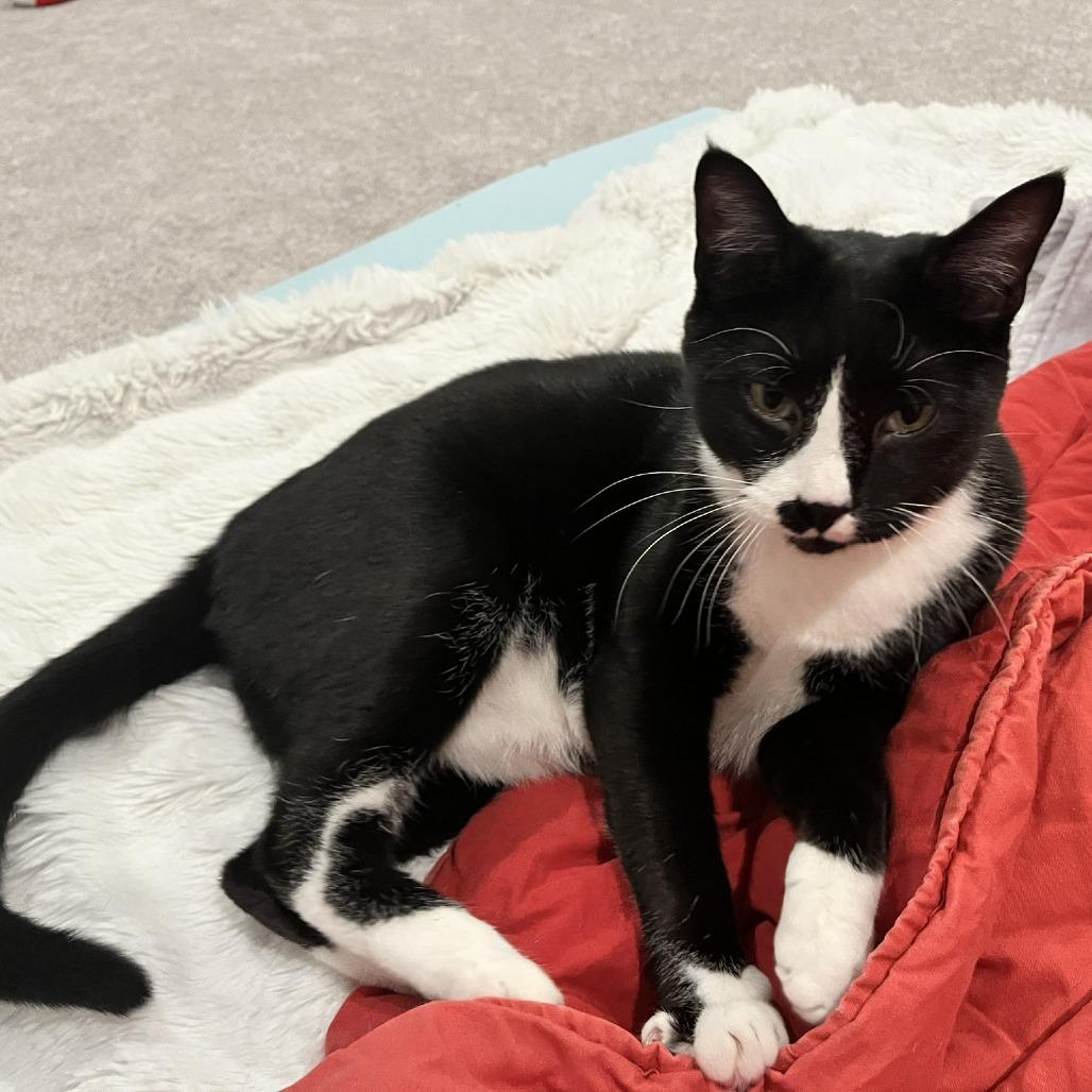 Echo, a Adoptable Domestic Short Hair in Waxhaw, NC image 6/6