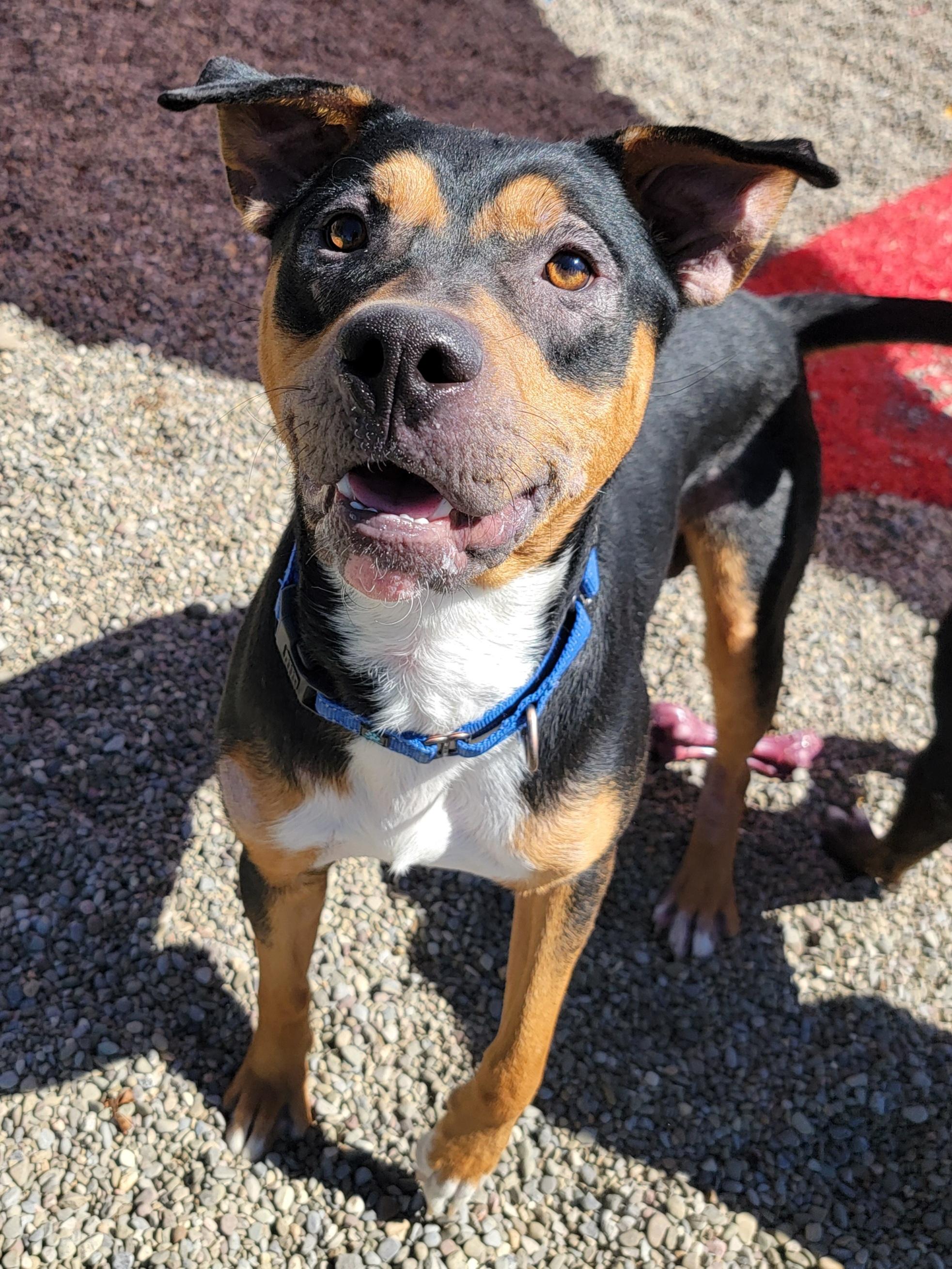 Remi, Adoptable, Adult Male Pit Bull Terrier.