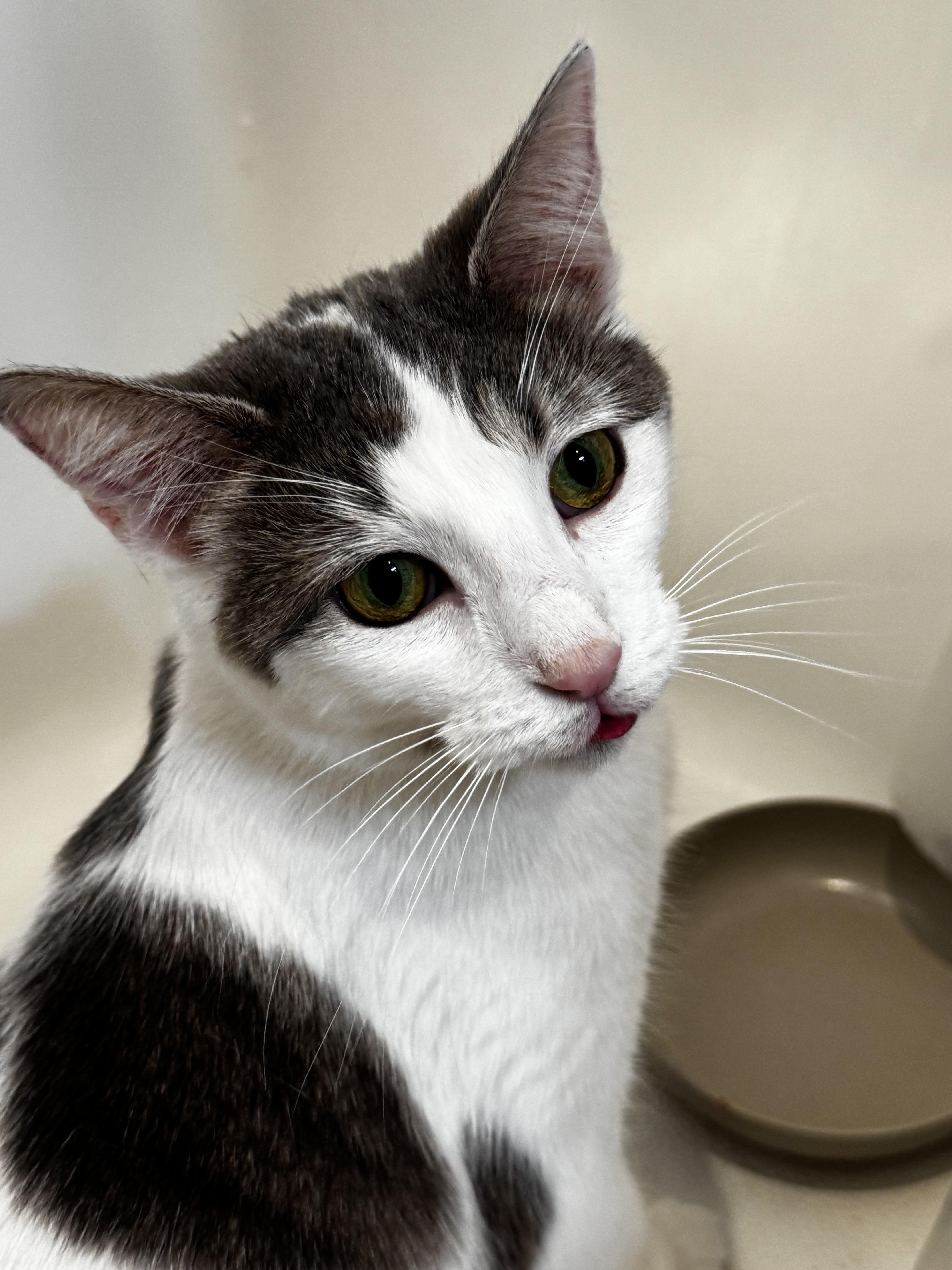 Enlarge Taupe, a ADOPTABLE Domestic Short Hair in Columbus, OH image 4/6