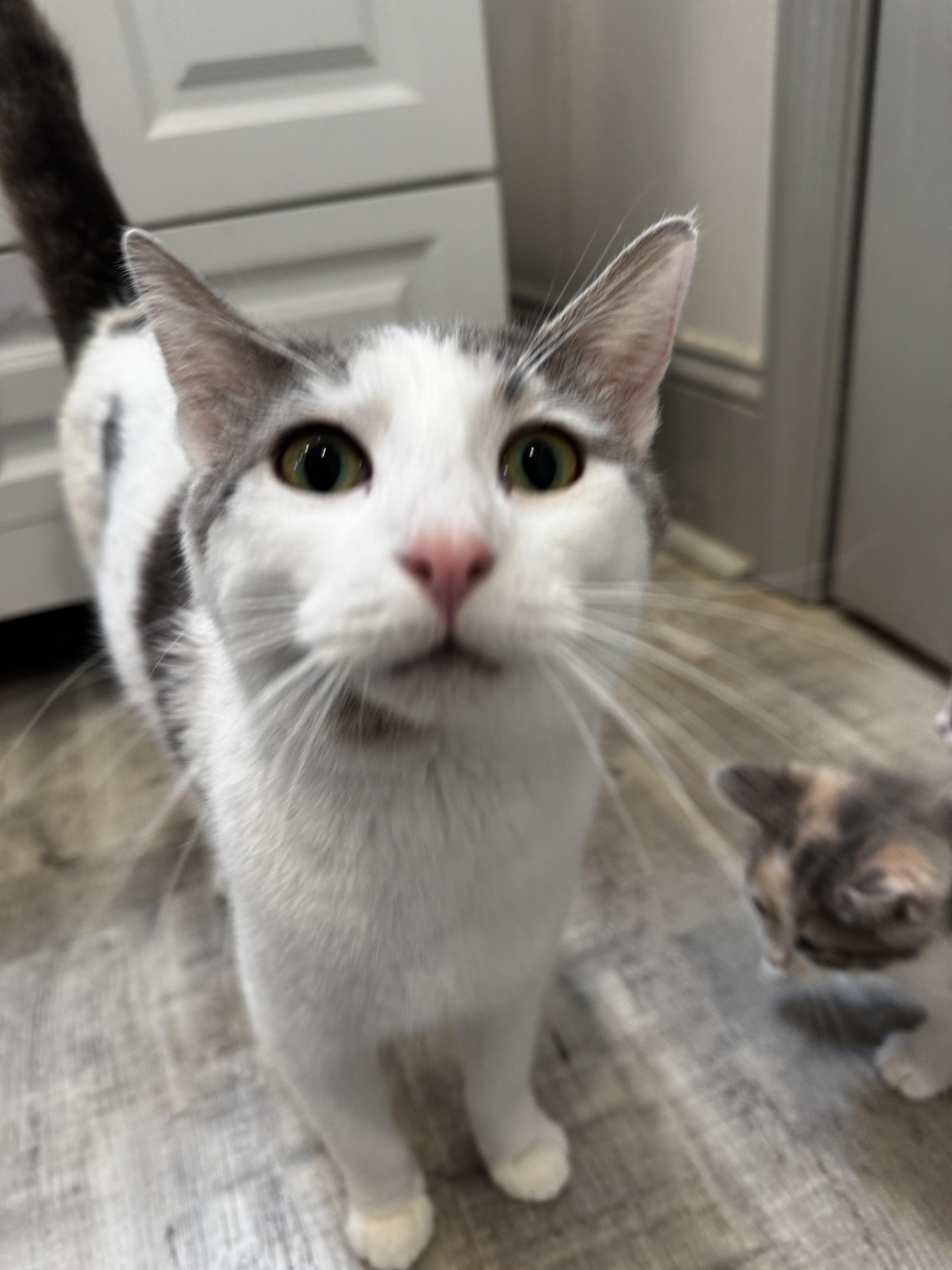 Enlarge Taupe, a ADOPTABLE Domestic Short Hair in Columbus, OH image 5/6