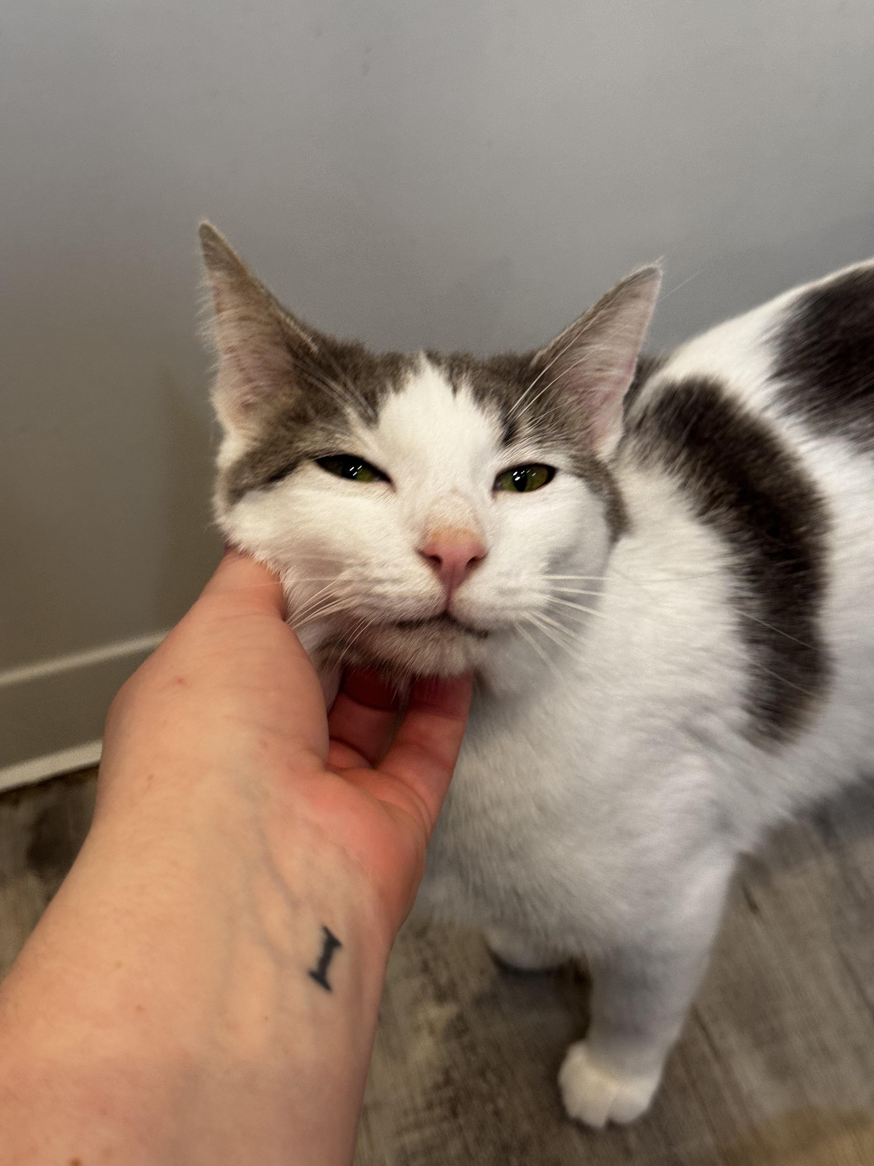 Enlarge Taupe, a ADOPTABLE Domestic Short Hair in Columbus, OH image 2/6