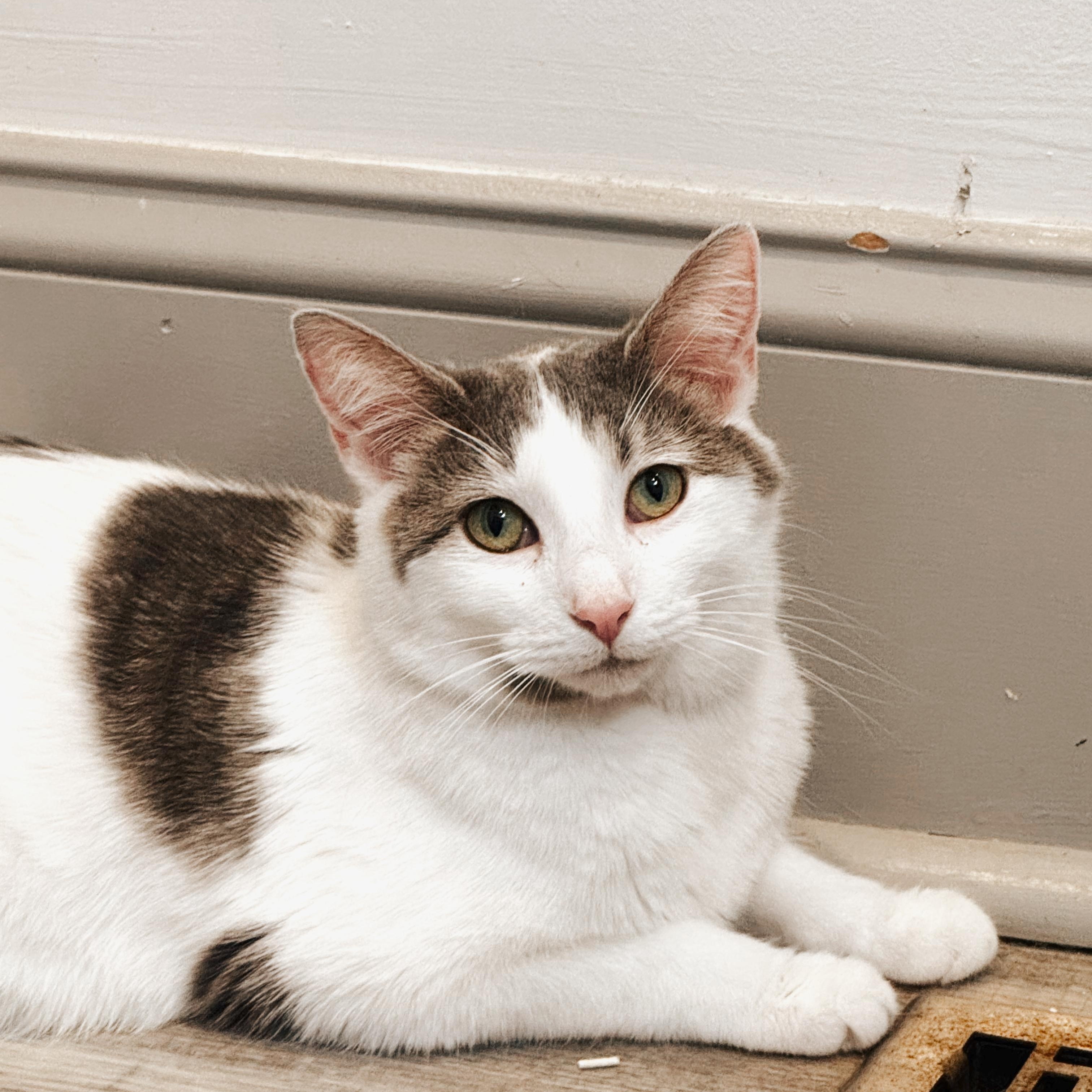 Enlarge Taupe, a ADOPTABLE Domestic Short Hair in Columbus, OH image 6/6