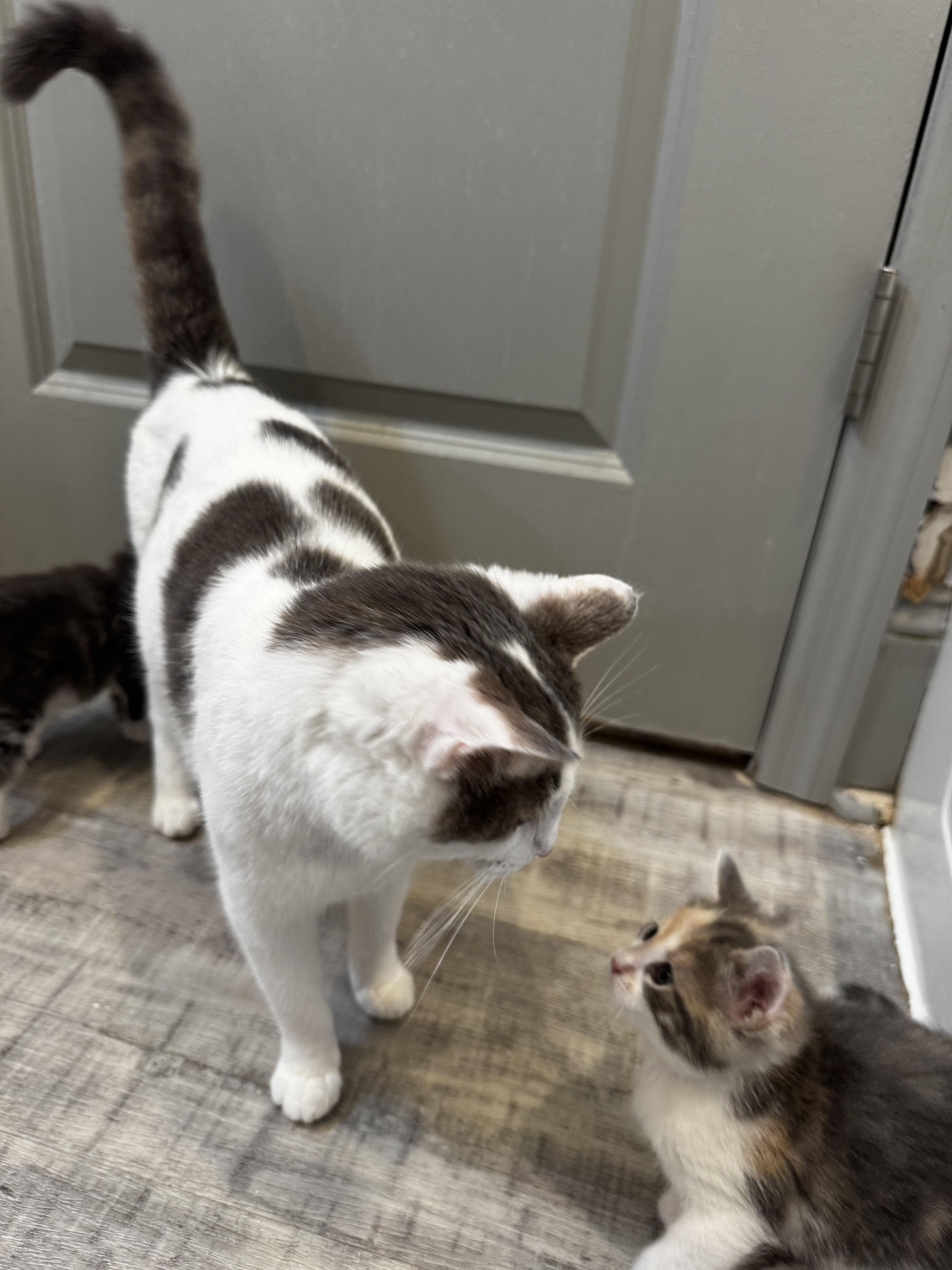 Enlarge Taupe, a ADOPTABLE Domestic Short Hair in Columbus, OH image 3/6