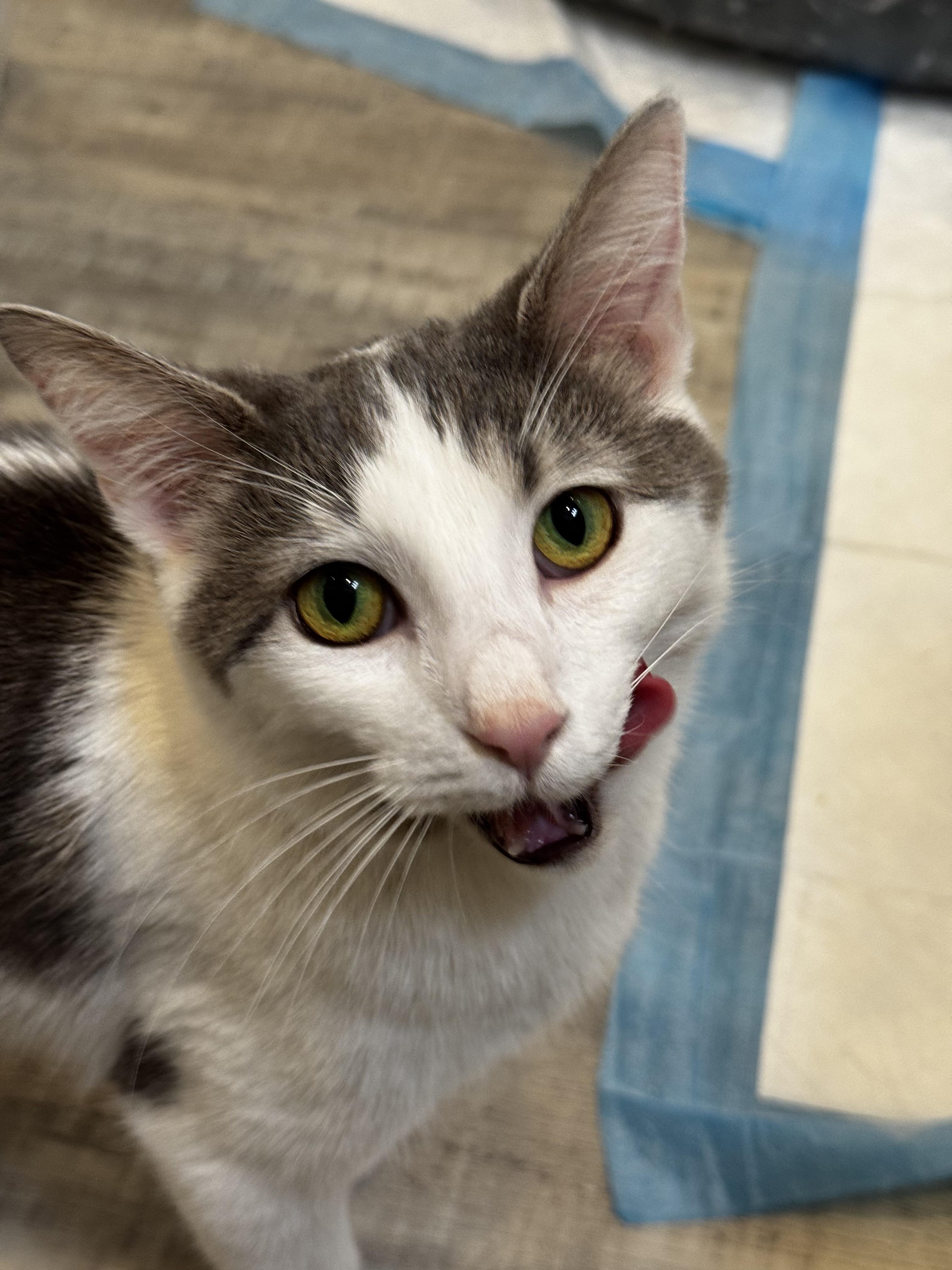 Enlarge Taupe, a ADOPTABLE Domestic Short Hair in Columbus, OH image 1/6