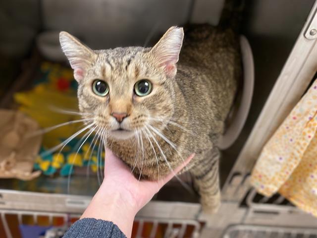 TIGGER, Adoptable, Adult Male Domestic Short Hair.