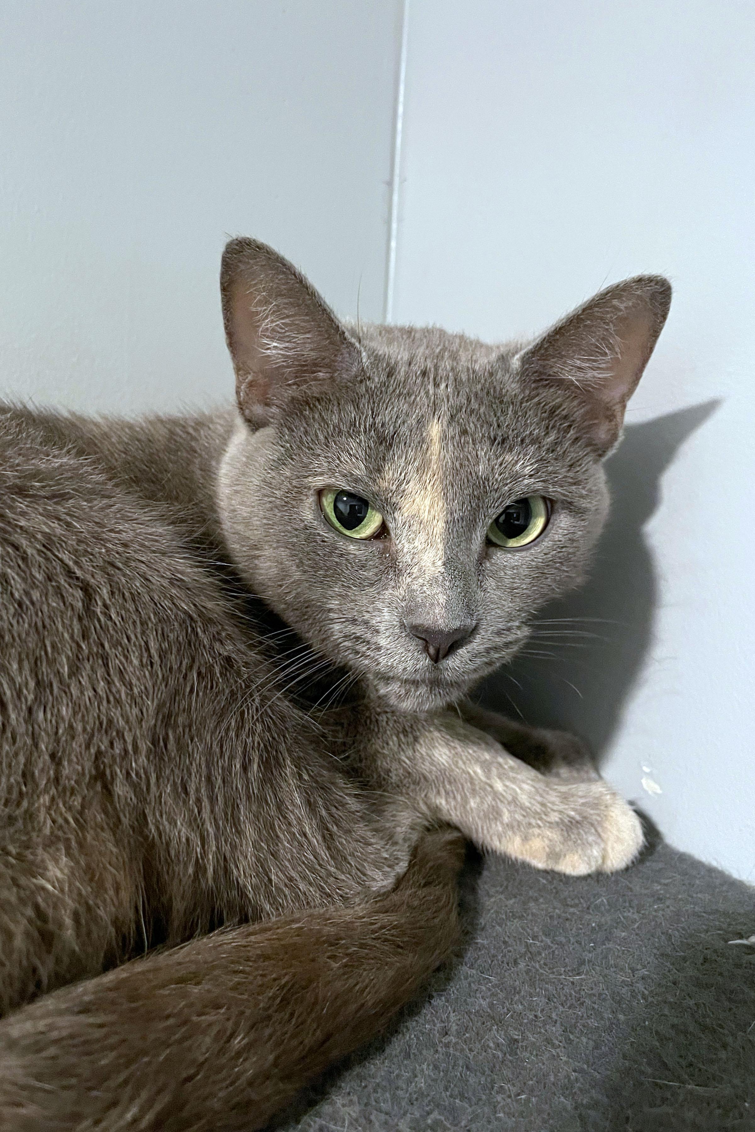 Ash, ADOPTABLE, Adult Female Domestic Short Hair.