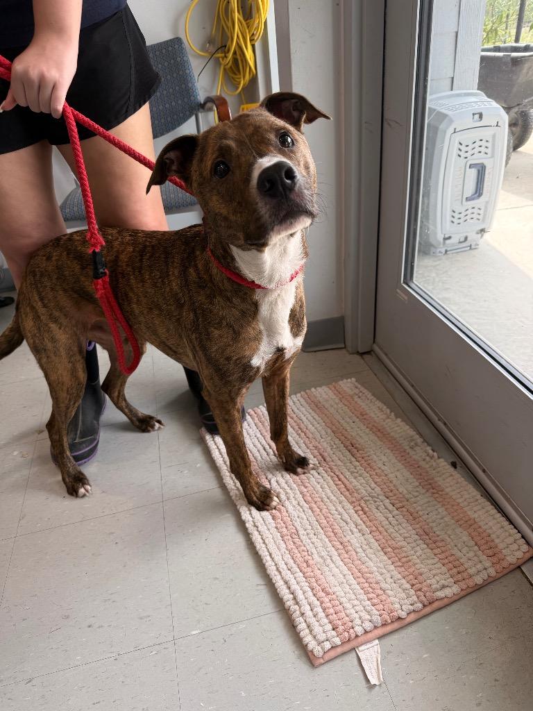 Enlarge Tito, a Adoptable mixed breed in Denham Springs, LA image 1/2