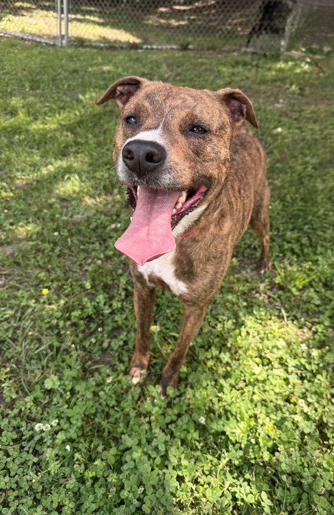 Enlarge Tito, a Adoptable mixed breed in Denham Springs, LA image 2/2