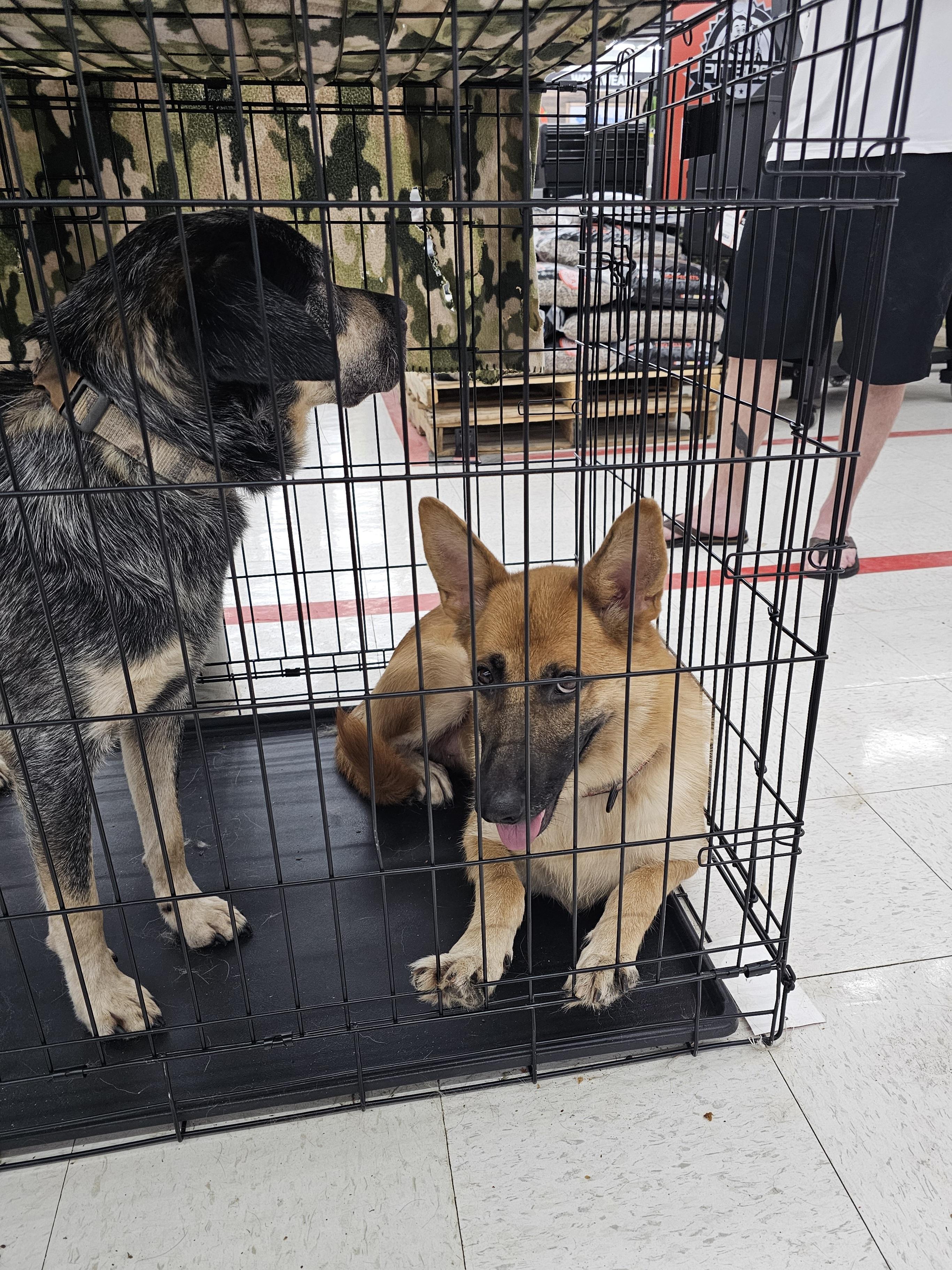 Enlarge Angel, a ADOPTABLE mixed breed in Columbia, MO image 4/4