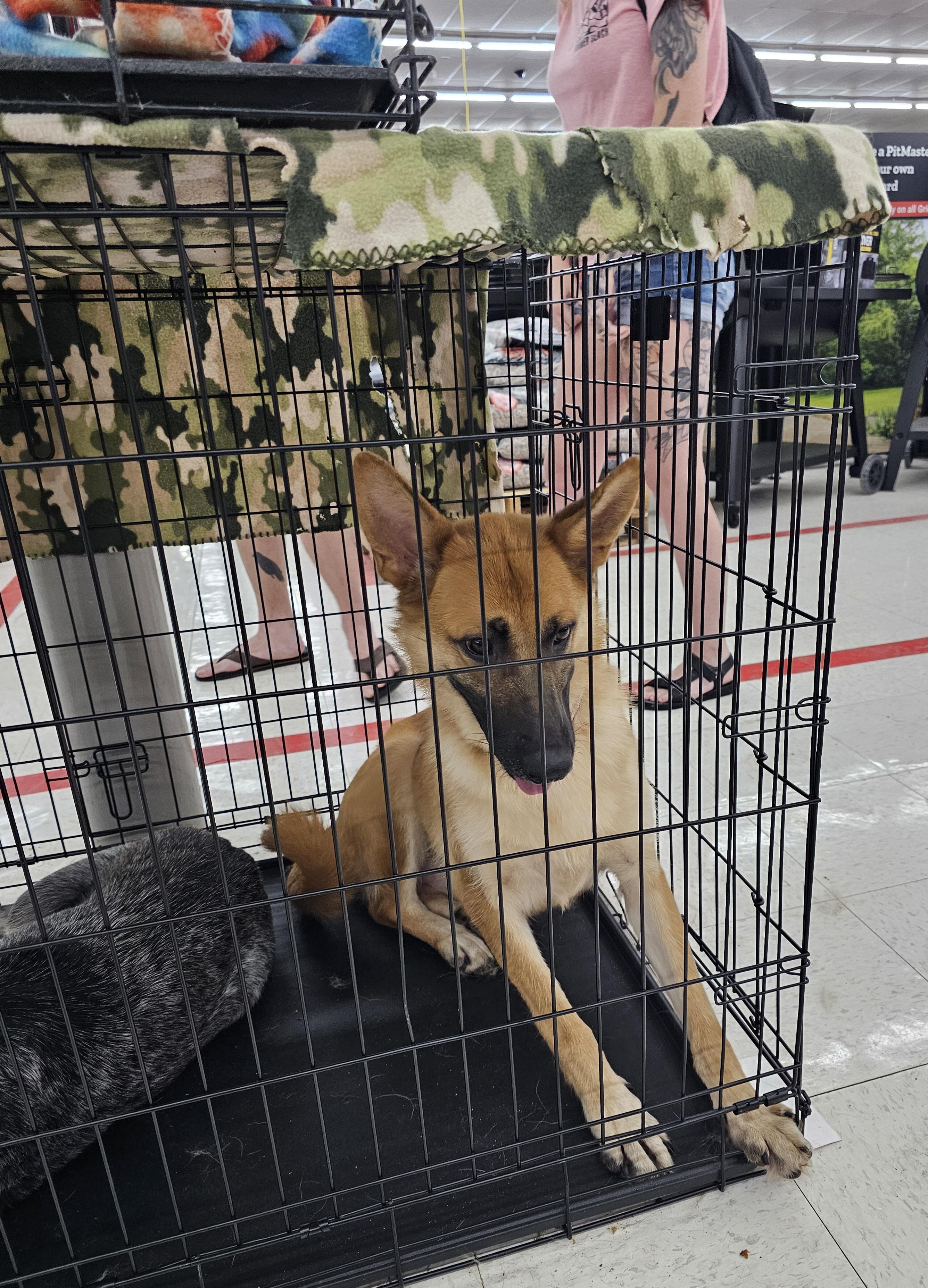 Enlarge Angel, a ADOPTABLE mixed breed in Columbia, MO image 2/4