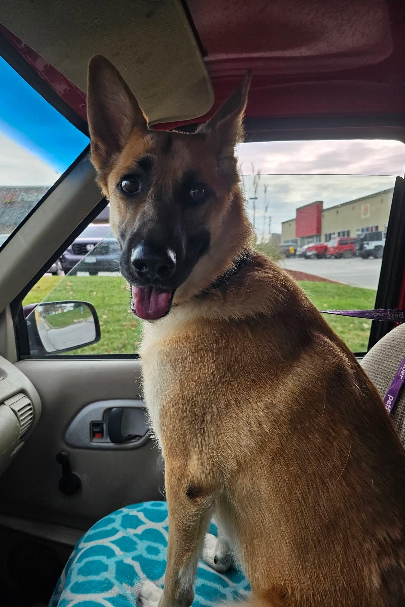 Angel, ADOPTABLE, Young Female Belgian Shepherd / Malinois & German Shepherd Dog.