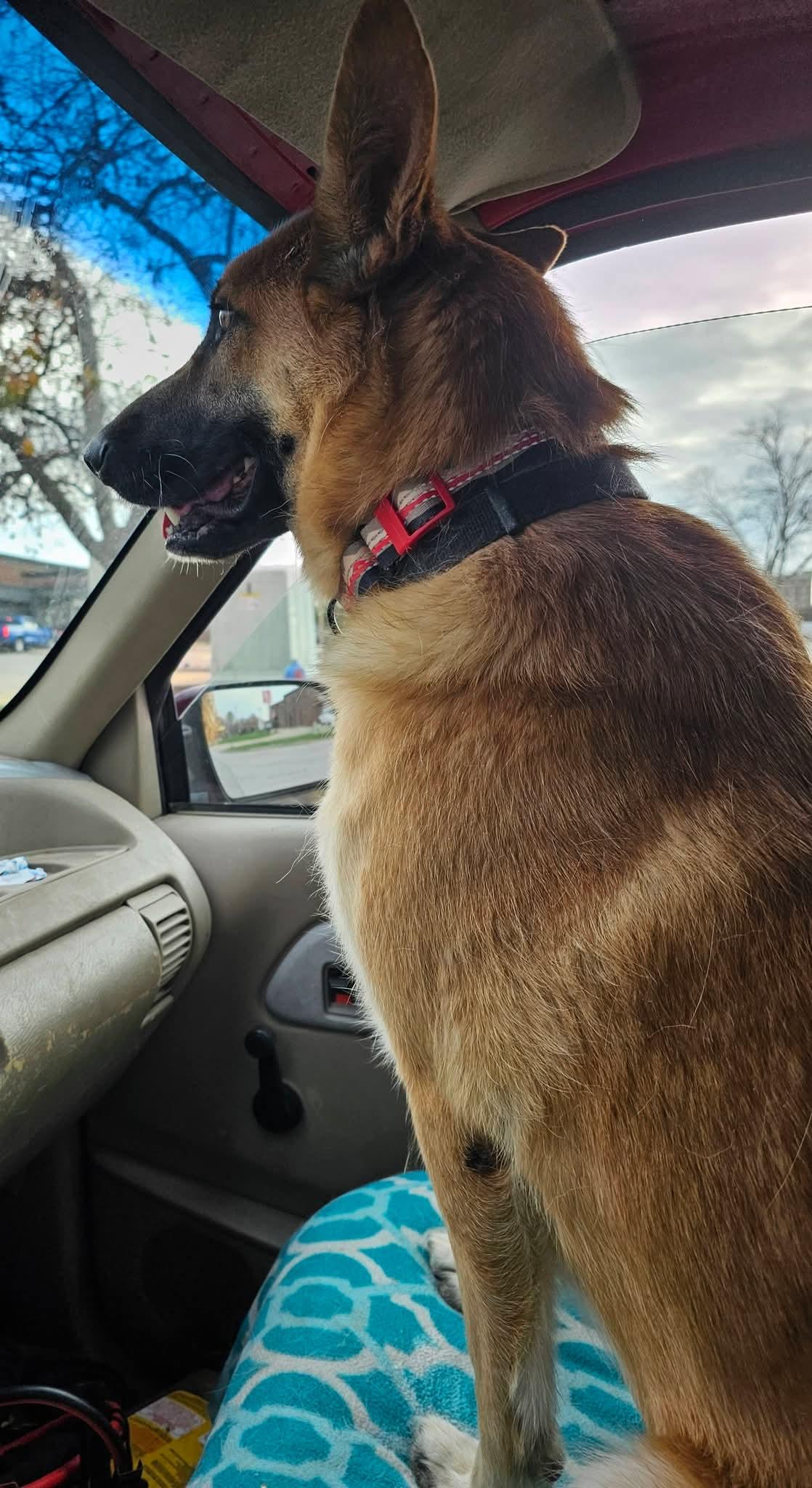 Enlarge Angel, a ADOPTABLE mixed breed in Columbia, MO image 3/4