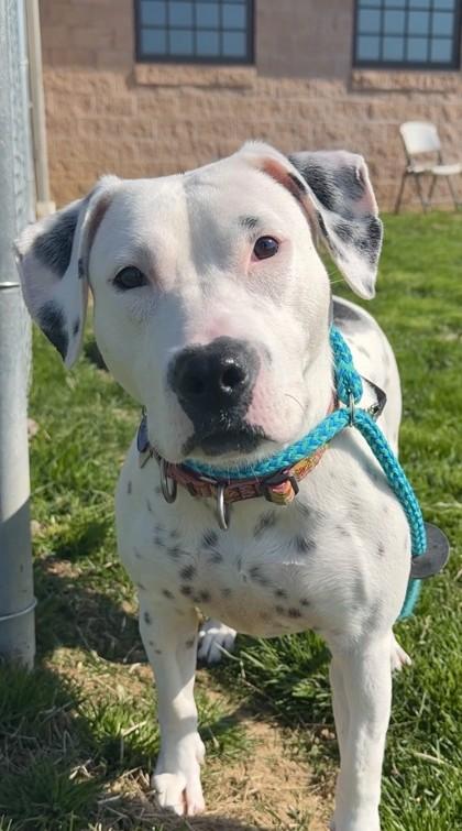 Missy, Adoptable, Adult Female Pit Bull Terrier & Mixed Breed.