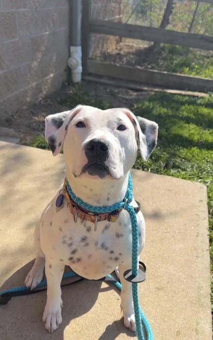 Enlarge Missy, a Adoptable mixed breed in Quakertown, PA image 3/3